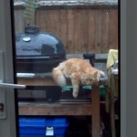 How to save a starving cat