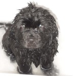 The World’s Greatest Pet – Ode to Bunk