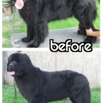Priceless tips on how to groom and trim your Newfoundland