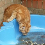 Cats, what are they good for?