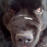 Newfoundland gloop art – act 6