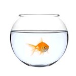 The 7 Types of Pet Owner – Which Are You?