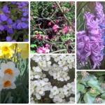 The Colours Of Spring #hdygg