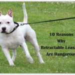 10 Reasons Why Retractable Leashes Are Dangerous