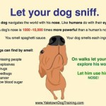 Let your dog sniff