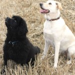Naughty Pet Campaign – 6 Top Training Tips #naughtypets