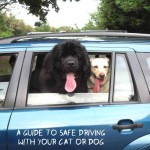 A guide to safe driving with your cat or dog