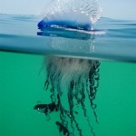 Unusual animals that make great pets
