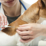 Microchipping Your Pet – Luxury or Necessity?