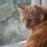 Cat Dreams – Felix Crunchy Crumbles Machine