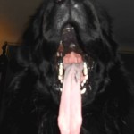 The one about kennel cough