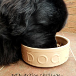 30 Day Pet Nutrition Challenge with Pets at Home – Week 1-2 – Transition to the New Dog Food