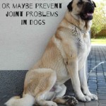 How to minimise or maybe prevent joint problems in dogs