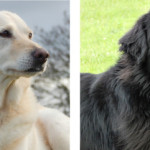 30 Day Pet Nutrition Challenge with Pets at Home – Week 2-3 – One down, one still going