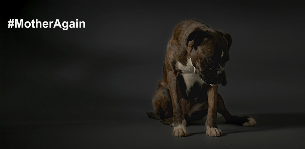 #MotherAgain – Time to End Backstreet Breeding