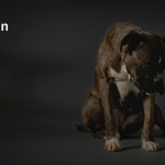 #MotherAgain – Time to End Backstreet Breeding