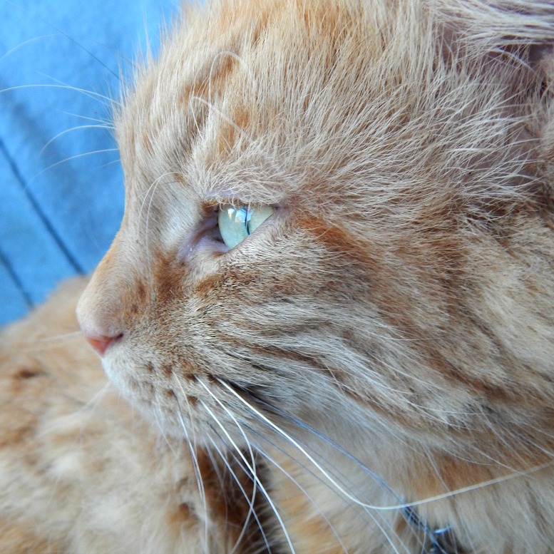 Mr. Ginger