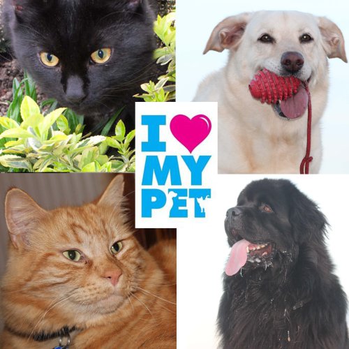 i-heart-my-pet-campaign