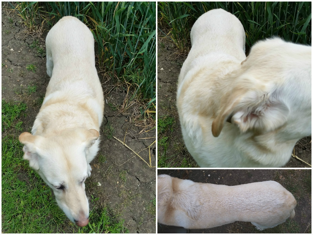 A Picture of Health – Pet food and exercise tips for a healthy dog
