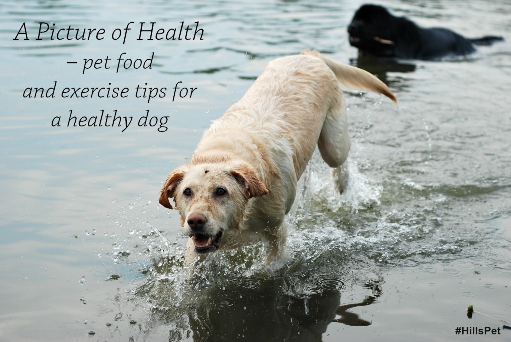 A Picture of Health – Pet food and exercise tips for a healthy dog #HillsPet