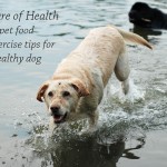 A Picture of Health – Pet food and exercise tips for a healthy dog