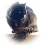 How to please your cat