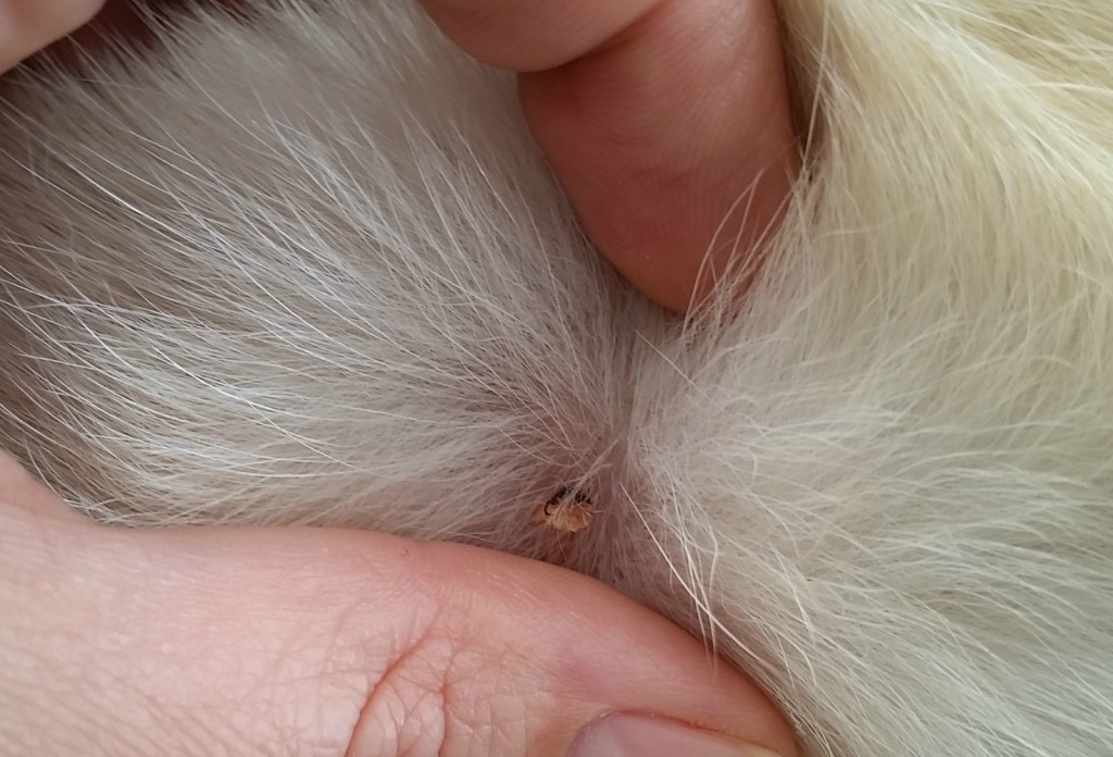 Pet Health Diary – Ticks and Fleas