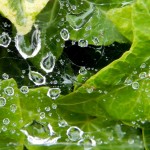Weekly Photo Challenge: Close Up