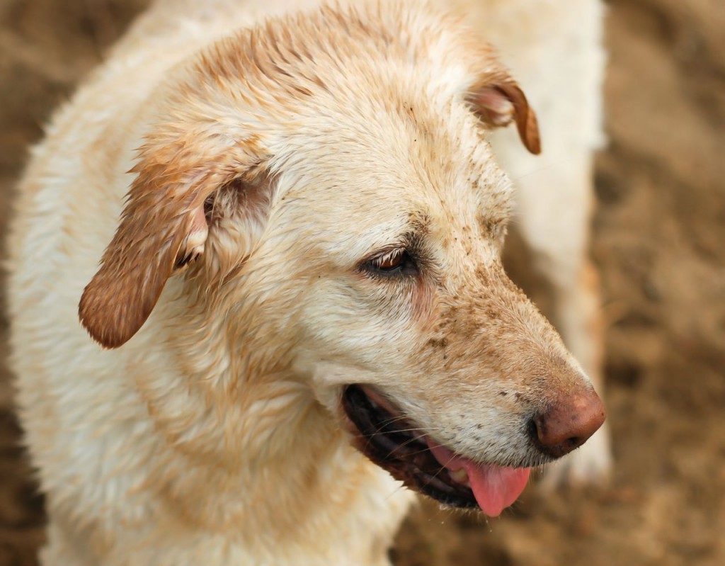 Wordless Wednesday - Sand Lover