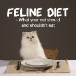 Feline diet or “What your cat should and shouldn’t eat”