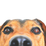 Happy National Dog Day!