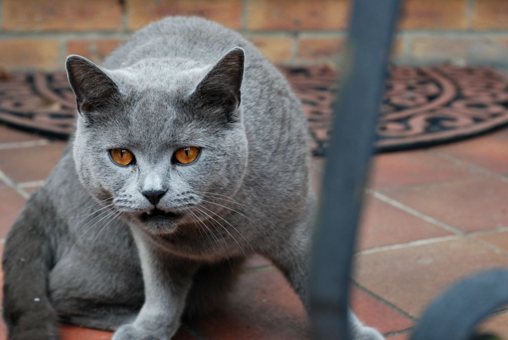 New neighbours? No, thanks! - My #PetHates