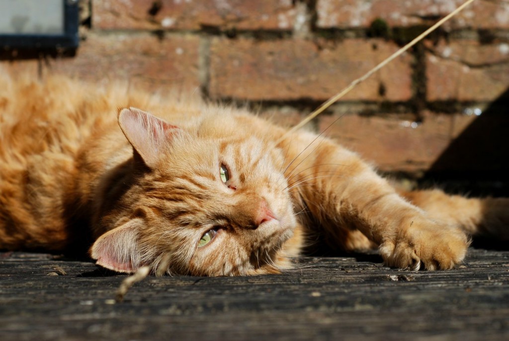 New neighbours? No, thanks! - My #PetHates
