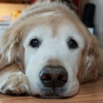 4 Tips on How to Feed a Dog with Diabetes
