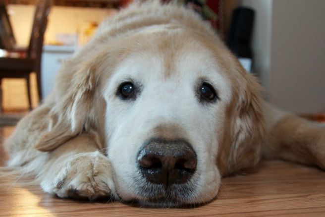Taking care of pets diagnosed with diabetes can be a challenge. In this post, the Coops and Cages content curator, Jordan Walker, shares valuable information on pet care and diet modification for dogs with diabetes. 