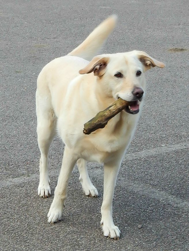 Wordless Wednesday #10 - Playing Fetch