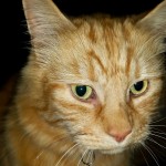 Wordless Wednesday #8
