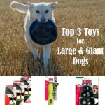 Top 3 Toys for Large & Giant Dogs