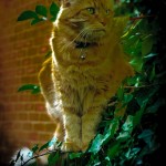 Wordless Wednesday #12