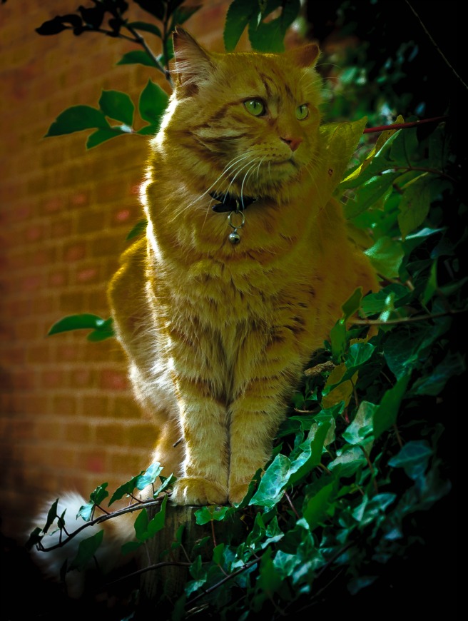 Wordless Wednesday #12 - Midnight Hunter 