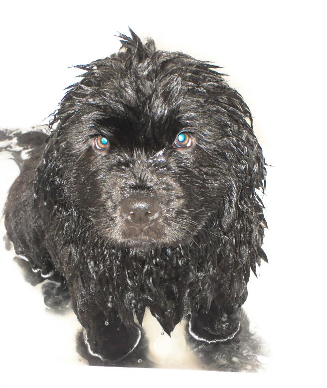 Wordless Wednesday - Super cute black 8 weeks old Newfoundland puppy having his first bath.