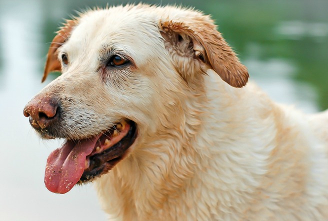 Wordless Wednesday #14 - Swimming Queen - Labrador after a swim 