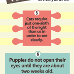 Infographic – 9 Amazing Facts About Your Pet’s Eyes