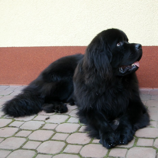 Wordless Wednesday #16 - Freshly Groomed Newfoundland 