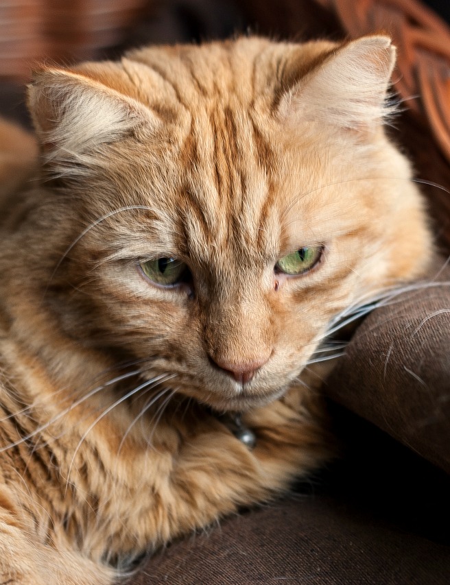 Wordless Wednesday #22 - One Sleepy Kitty