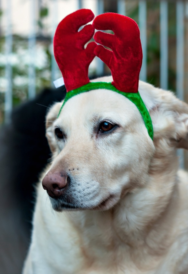 Wordless Wednesday #23 - Christmas Ready
