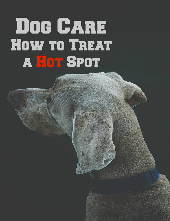 Acute moist dermatitis or pyotraumatic dermatitis, commonly known as hot spots are usually red, itchy and oozing skin infections which can emerge at anytime and anywhere on your dogs’ body. Until Bunk, I had never experienced or seen this type of skin condition but during the last few years we became kind of self-taught experts on hot spots, its causes and treatments so today I would like to share my knowledge with you.