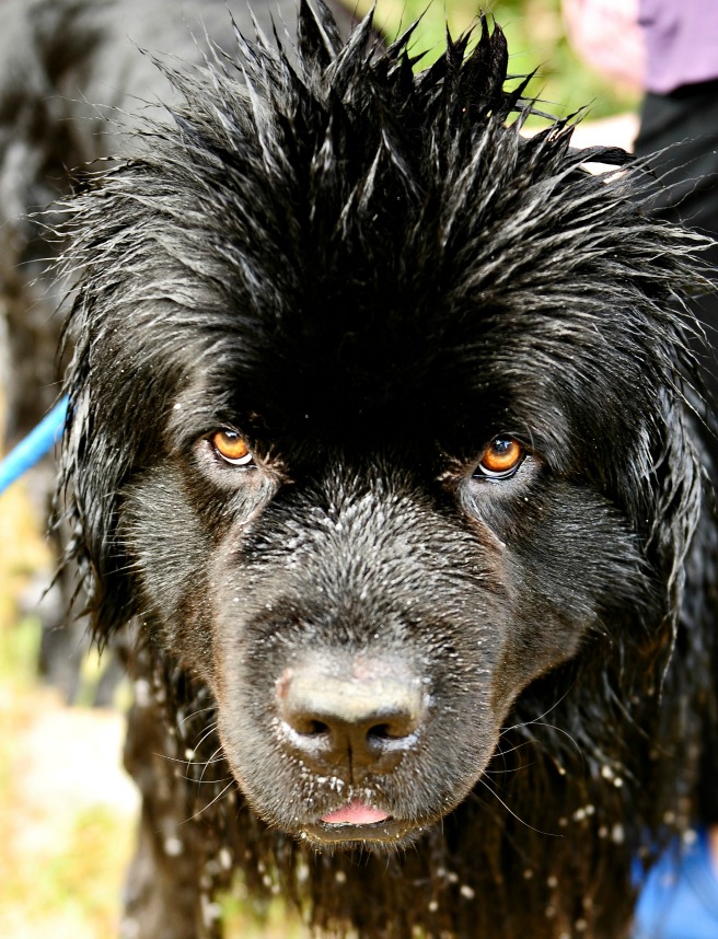 Nominate your four-legged best friends using the hashtag #buzzmypets and find out how influential they are! A new algorithm has been created which calculates how influential your dog or cat is through their mieows or woofs! The research is getting along well, but now they need BETA testers to verify the effectiveness of this new technology which will be soon showed to the world… only cats and dogs are admitted at this time! 