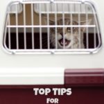 Top Tips for Transporting your Pet