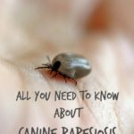 All You Need To Know About Canine Babesiosis
